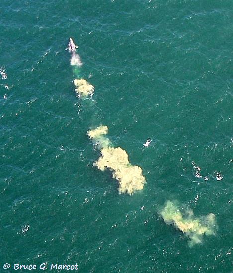 EPOW Ecology Picture Of The Week -- Gray Whale Feeding